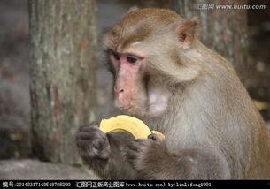 孤儿猴崽吃瓜,孤儿猴崽的甜蜜瓜果时光