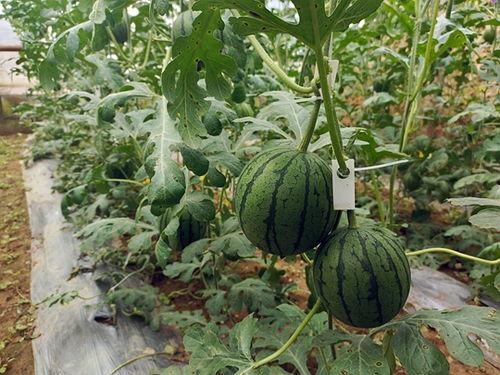 最新吃瓜51,事件背后真相大起底