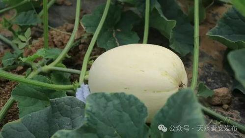 白的瓜怎么吃,解锁夏日清新美味