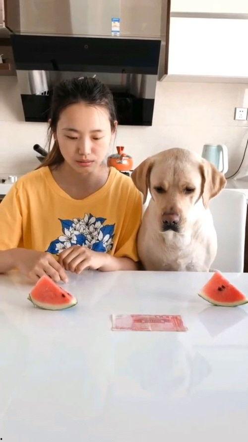 吃蜜瓜比赛视频,吃瓜大赛精彩瞬间回顾