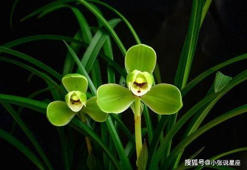 春兰在线吃瓜,揭秘网络吃瓜背后的趣味与真相