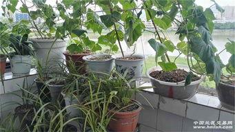 春兰在线吃瓜,揭秘网络吃瓜背后的趣味与真相