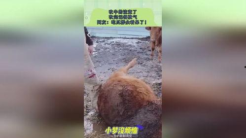 吹牛吃瓜的视频,揭秘网络短视频背后的娱乐真相