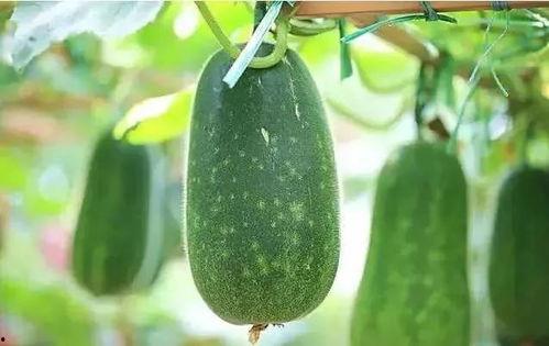 吃的瓜有什么瓜,揭秘“吃的瓜”背后的瓜种奥秘