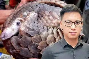 穿山甲吃瓜,揭秘它们如何享用瓜果美食